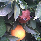 Western Red bat