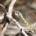 Great Blue Skimmer