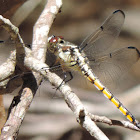 Great Blue Skimmer