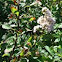 Meadowsweet