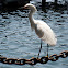 Snowy Egret