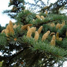 Cedro del Atlas. Atlas Cedar
