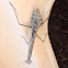 Carolina Mantis