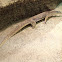 Sand Goanna