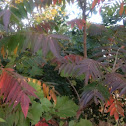 Sumac
