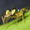 Banded Phintella jumping spider