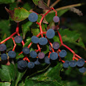 Virginia Creeper, Five-leaved Ivy, or Five-finger
