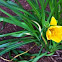 Stella d'oro daylily opening