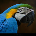 macaw