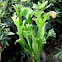 green flame fern