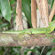 Plumed Basilisk