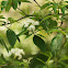 Swamp Dogwood