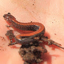 Red-backed salamander