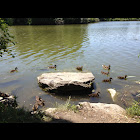 Ducklings