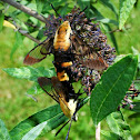 Snowberry clearwing moth