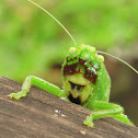 Katydid