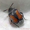 Seed Beetle