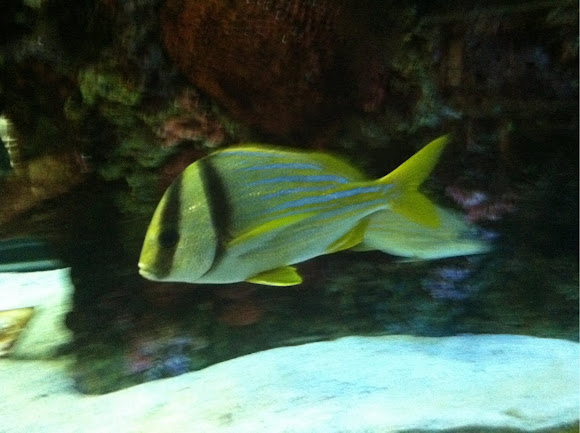 Spotting Image 1