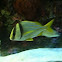 Porkfish