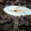 Amanita sp. (?)