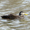 American Black Duck