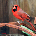Cardinal