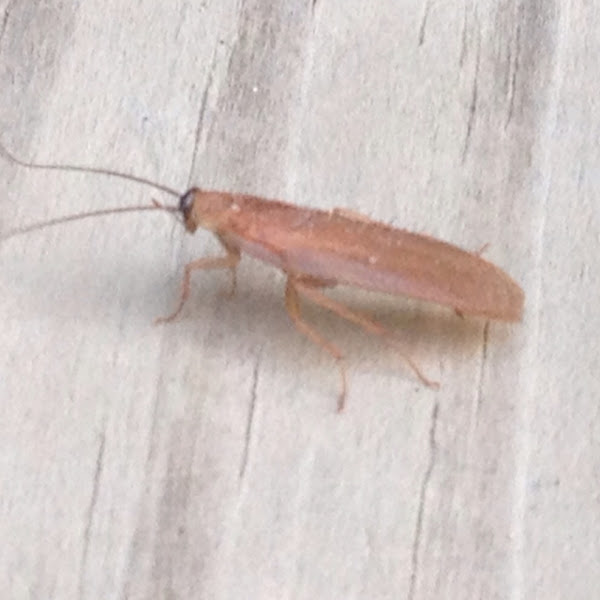 Wood cockroach Project Noah