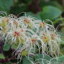 Devil's Darning Needles