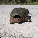 Snapping Turtle