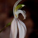 Ground Orchid