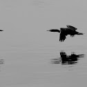 Double-crested Cormorant