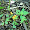 Golden Chanterelle Mushroom