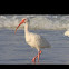 American white ibis