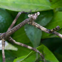 Praying Mantis