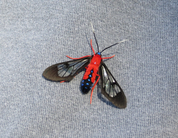 Spotting Image 1