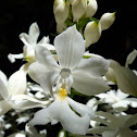 Christmas Orchid