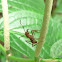 Ectatomma ant