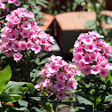 Sweet William