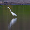 Little Egret