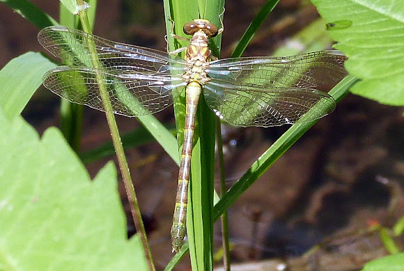 Spotting Image 1