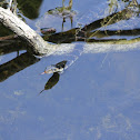 Florida Banded Watersnake