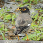 કાબર(Indian Myna)