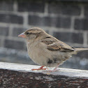 House Sparrow (Passero)