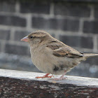 House Sparrow (Passero)