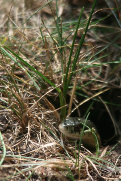 Spotting Image 1