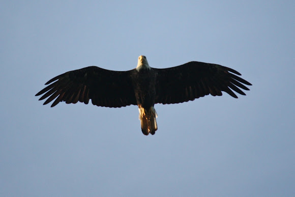 Spotting Image 1
