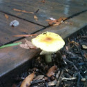 Fungus