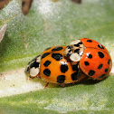 Multi-colored Asian lady beetles (mating)