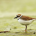 Little Ringed Plover 