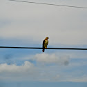 Red-Tailed Hawk